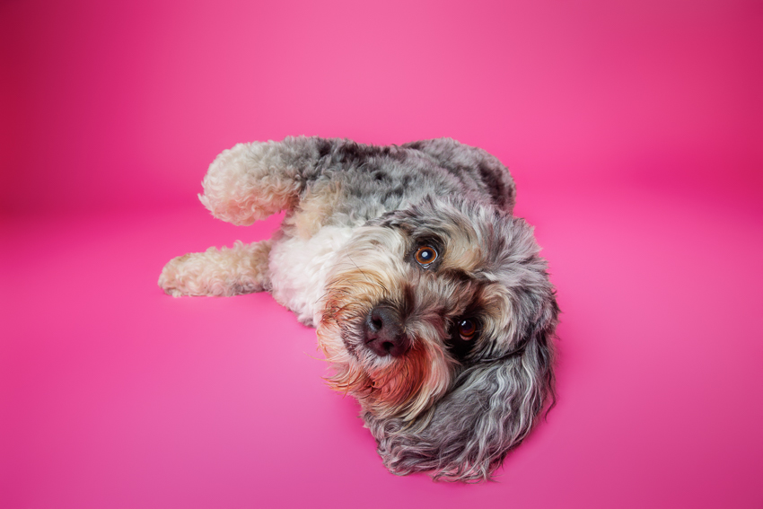 Pet Portraits Orlando Photographer